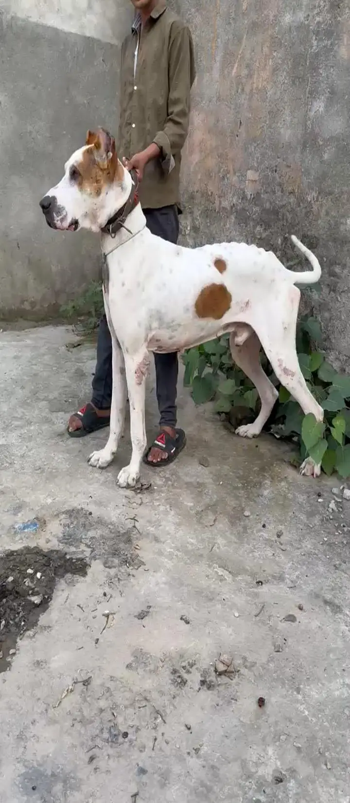 bully dog — photo 4