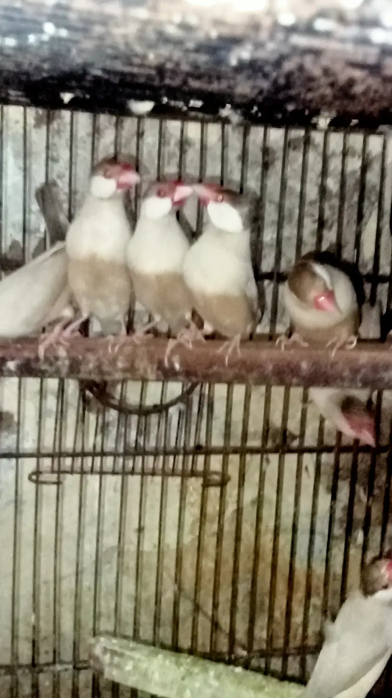 Fawn Java Finches, Exi Finch, White banglies fench
