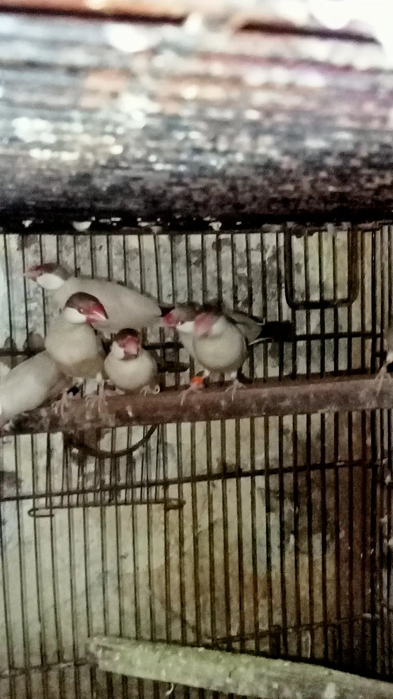 Fawn Java Finches, Exi Finch, White banglies fench — photo 2