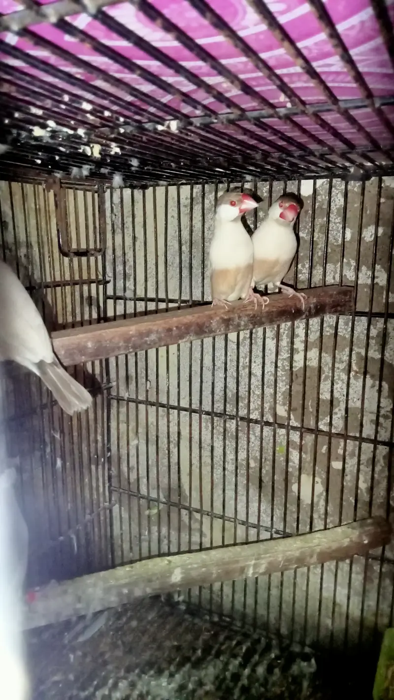 Fawn Java Finches, Exi Finch, White banglies fench — photo 3