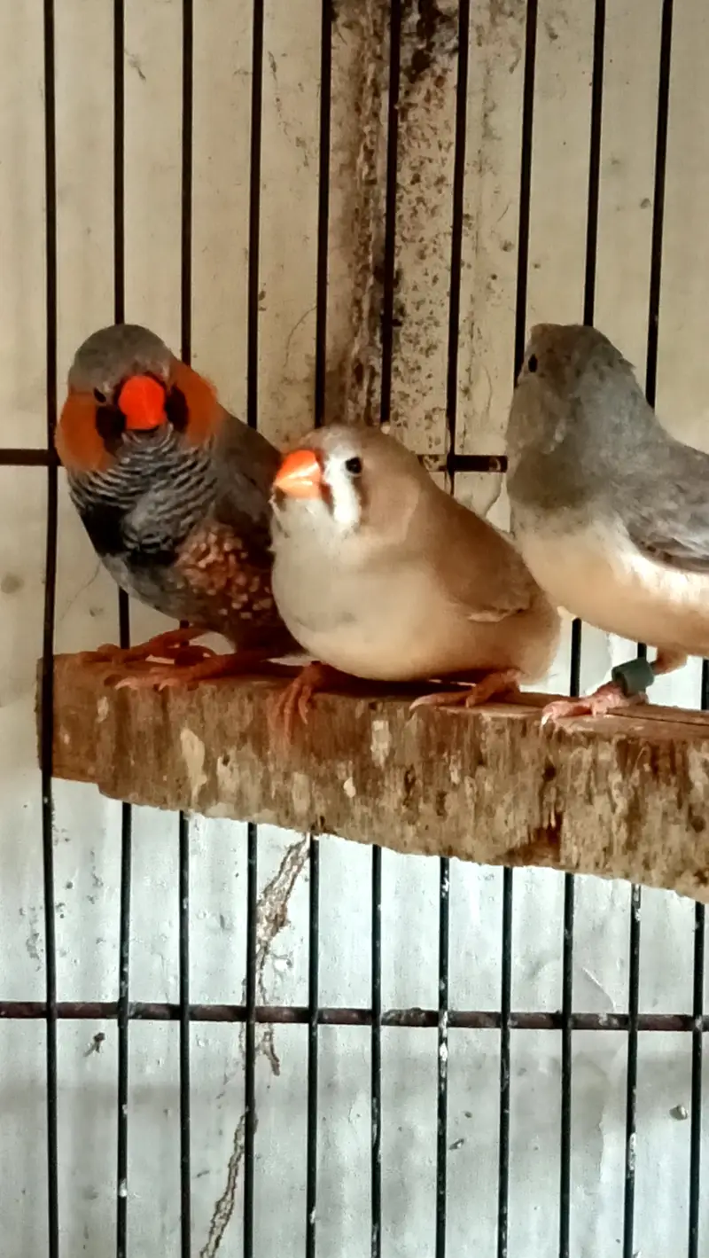 Fawn Java Finches, Exi Finch, White banglies fench — photo 4