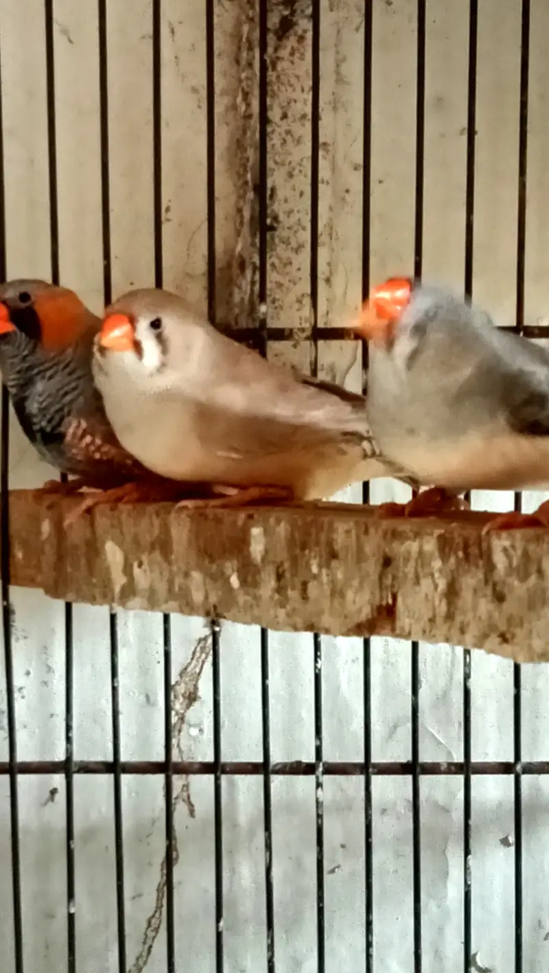 Fawn Java Finches, Exi Finch, White banglies fench — photo 5