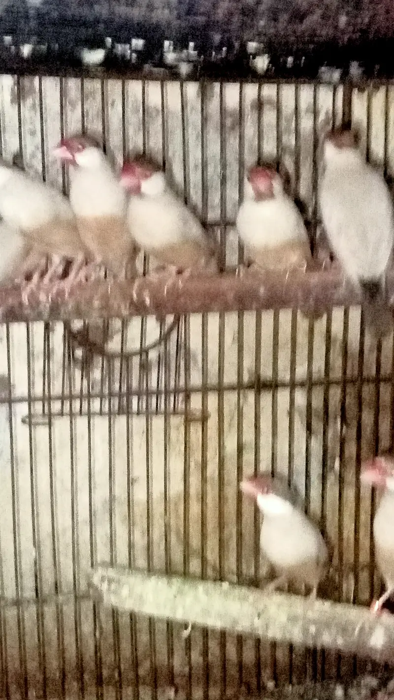Fawn Java Finches, Exi Finch, White banglies fench — photo 6