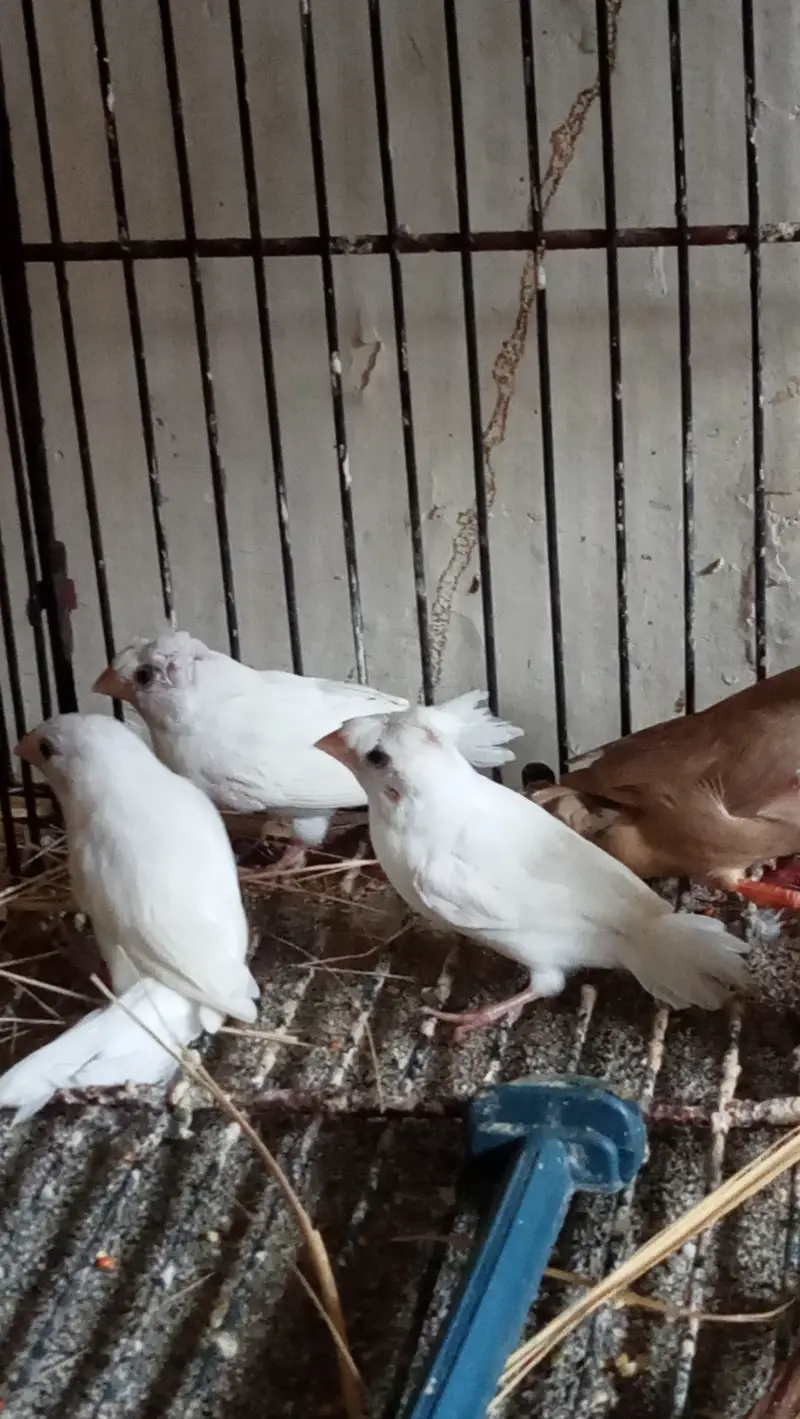 Fawn Java Finches, Exi Finch, White banglies fench — photo 8