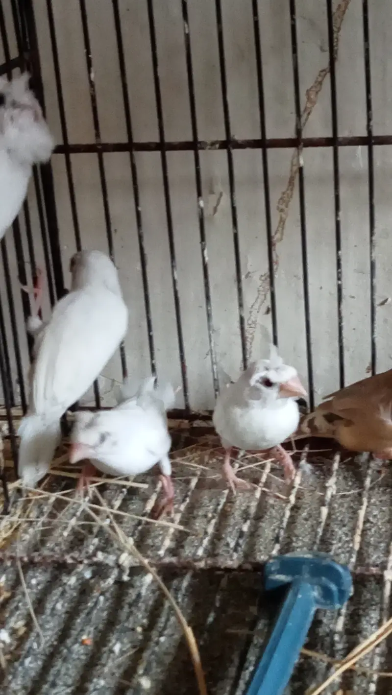 Fawn Java Finches, Exi Finch, White banglies fench — photo 9