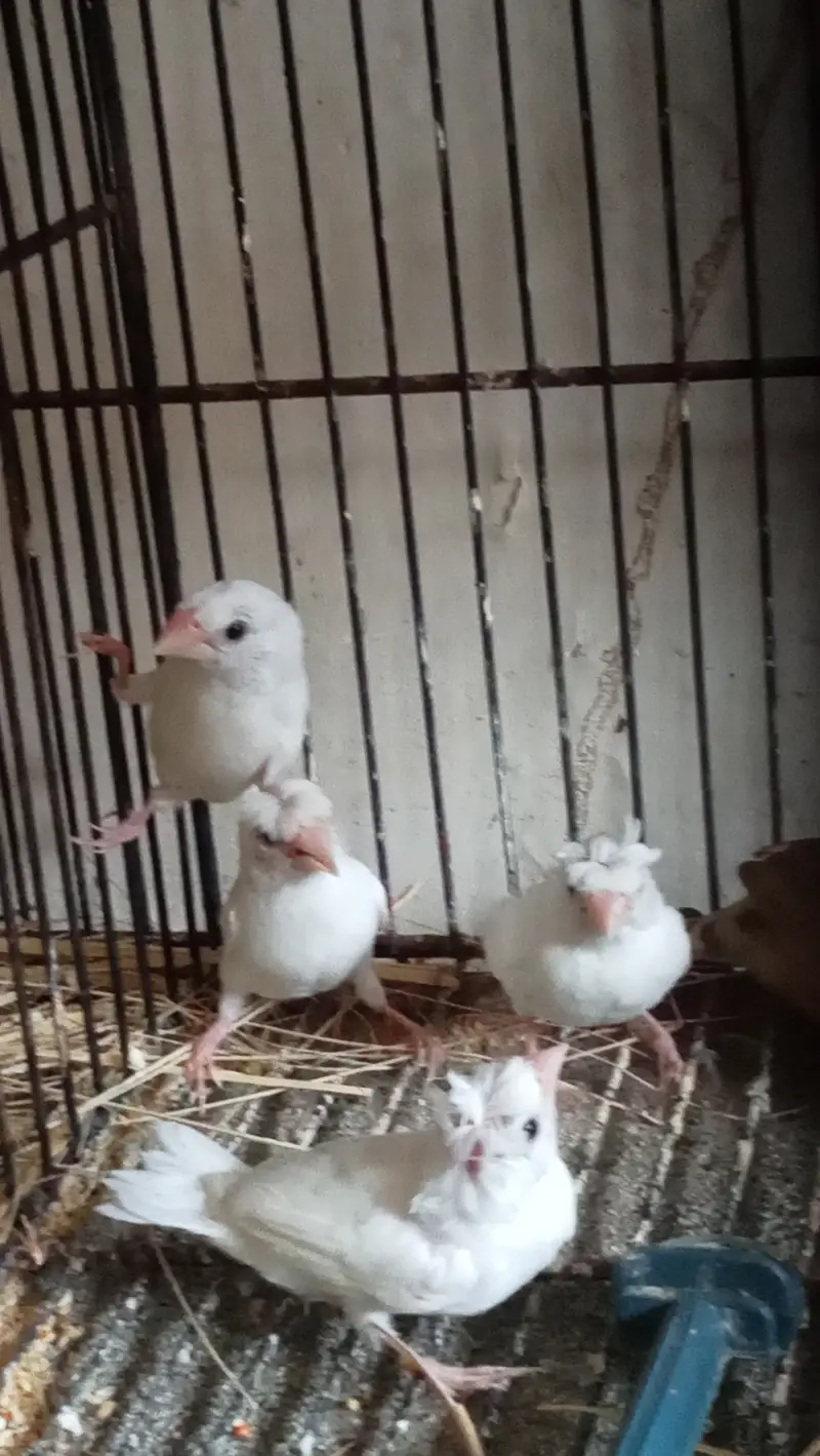 Fawn Java Finches, Exi Finch, White banglies fench — photo 10