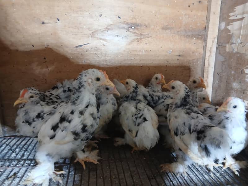 Mollted bantam Chicks 0