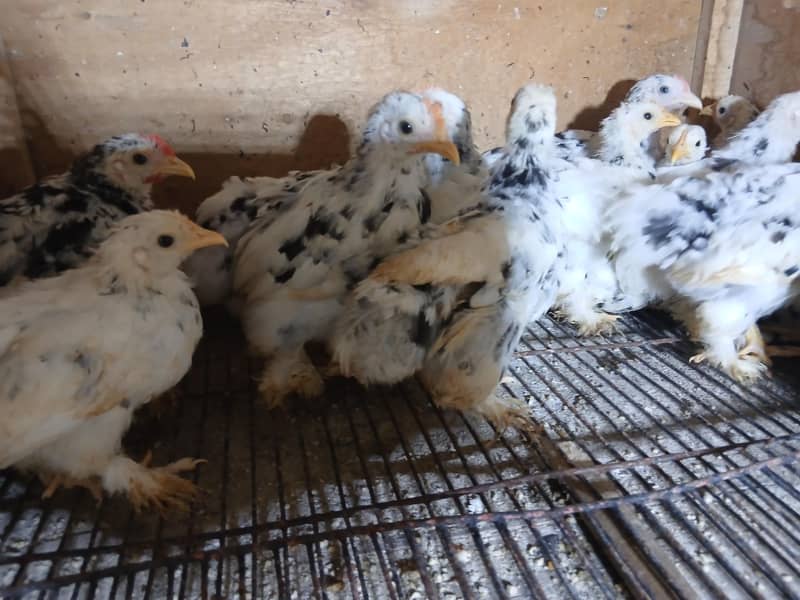 Mollted bantam Chicks 1