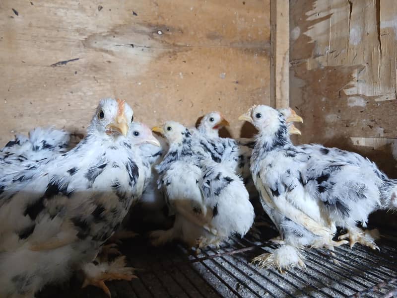 Mollted bantam Chicks 2