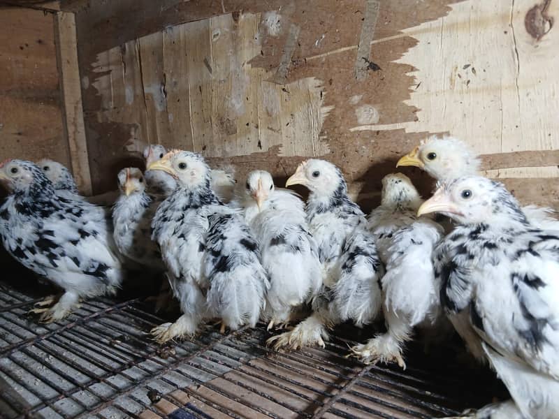 Mollted bantam Chicks 3