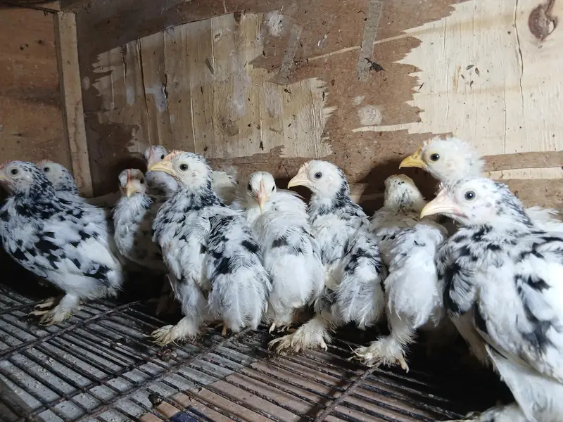 Mollted bantam Chicks — photo 4