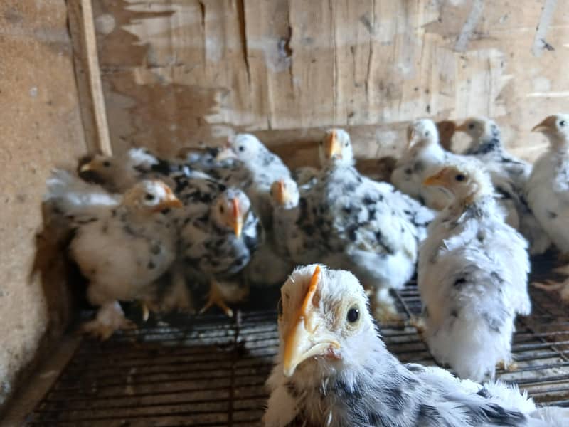 Mollted bantam Chicks 4