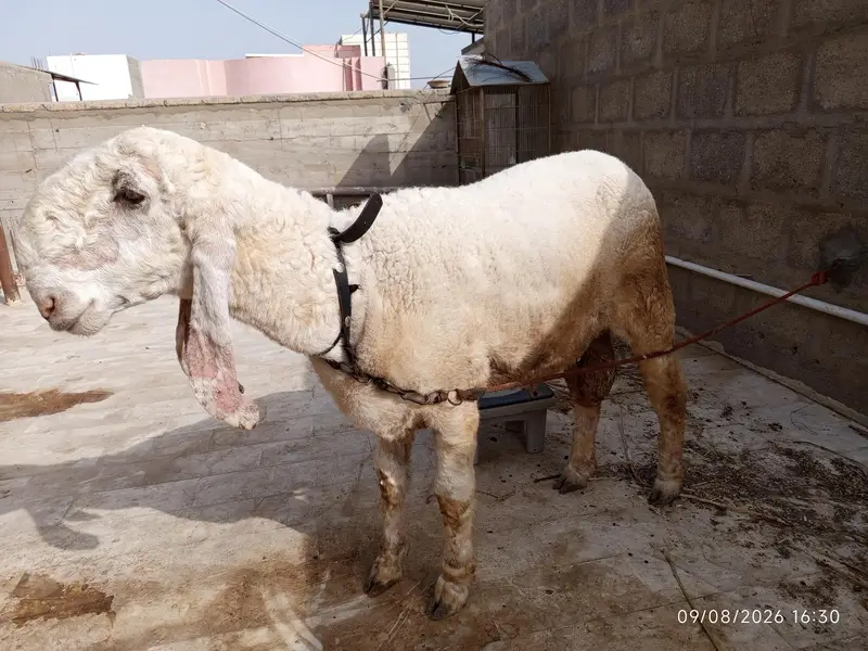 Dumba Dumbi Sheep Larkana or punjab munderi. — photo 2