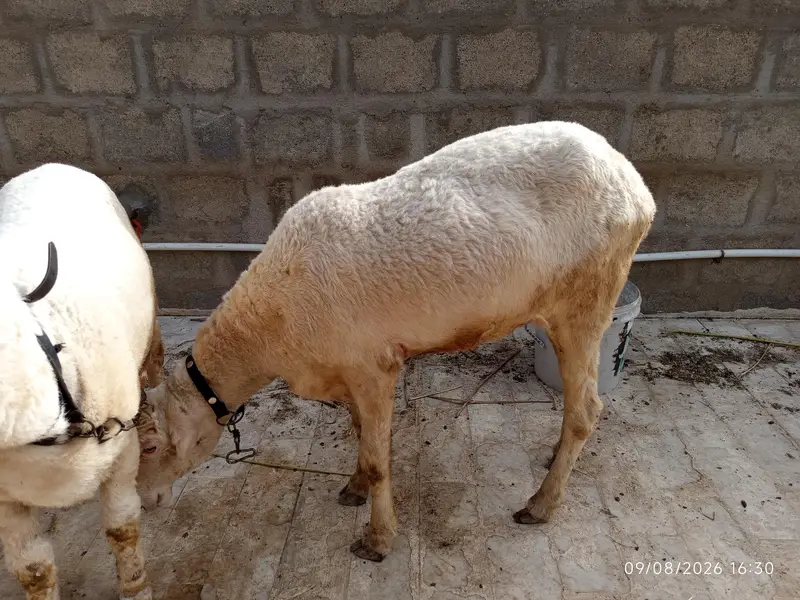 Dumba Dumbi Sheep Larkana or punjab munderi. — photo 3