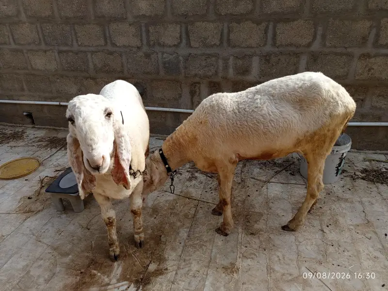 Dumba Dumbi Sheep Larkana or punjab munderi. — photo 4