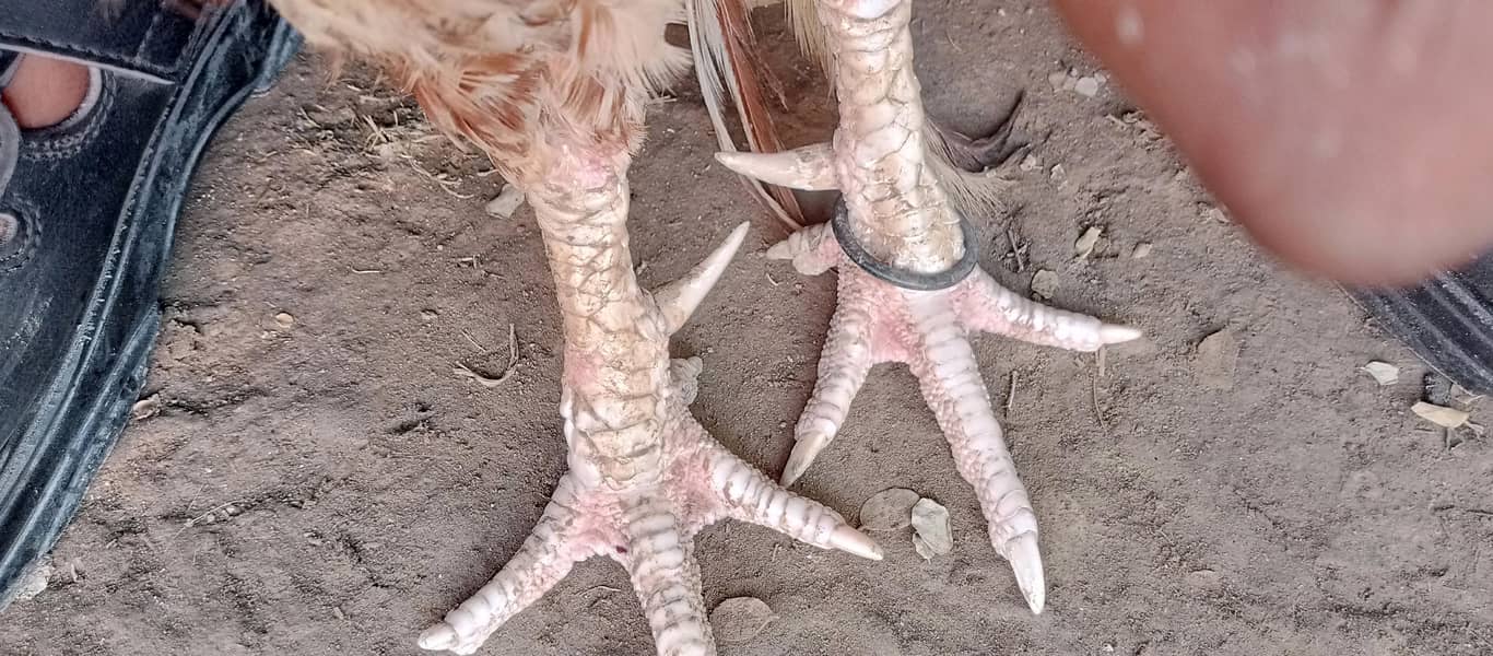 white pair available 0