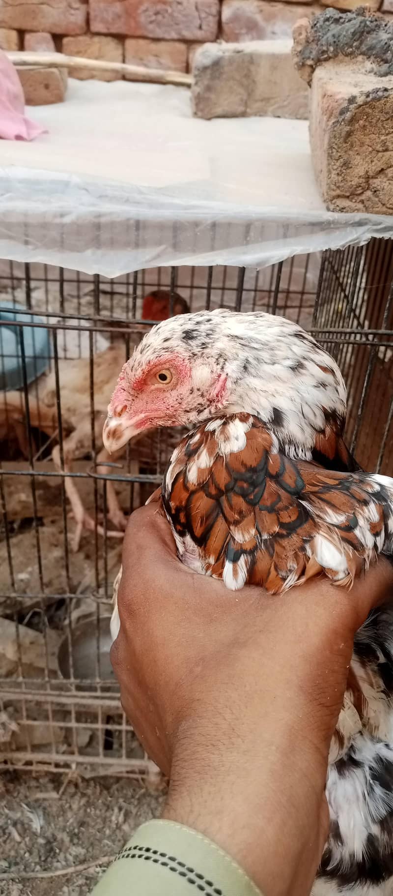 white pair available 3
