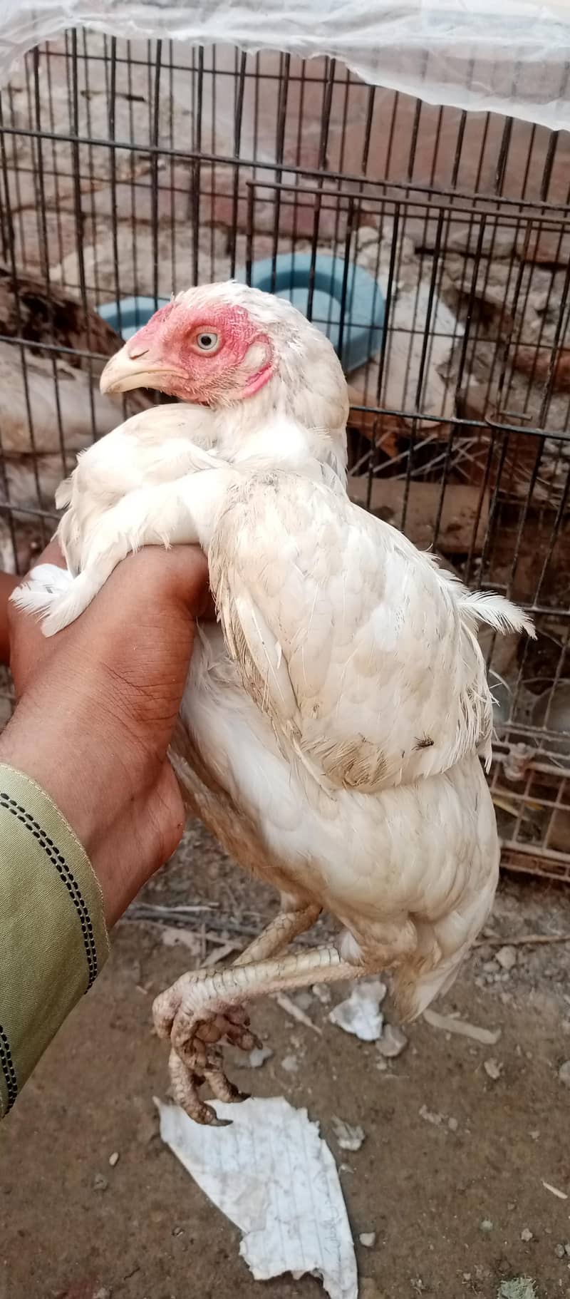 white pair available 4