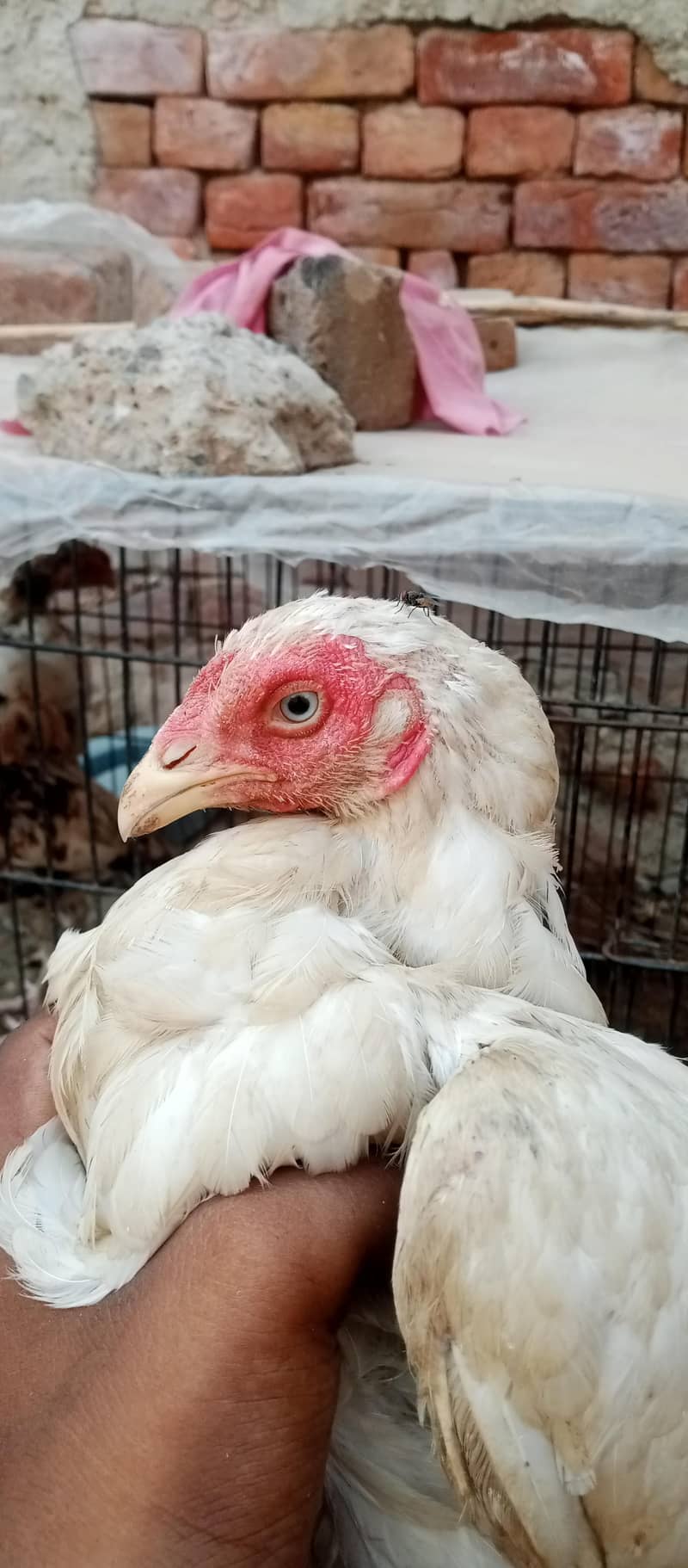 white pair available 5
