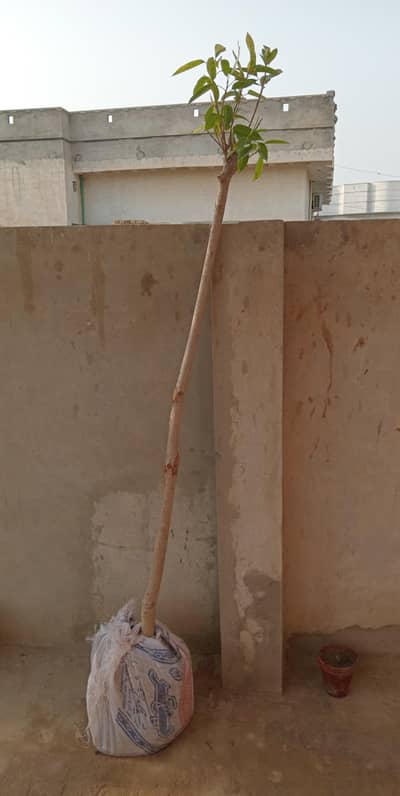 pilkan Plant 3 year age