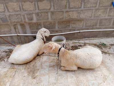 Dumba Dumbi Sheep Larkana or punjab munderi.