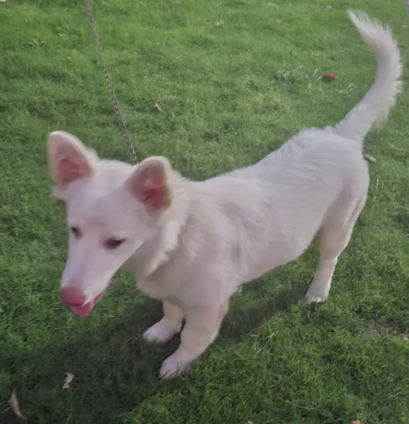 Russian Dog — photo 2