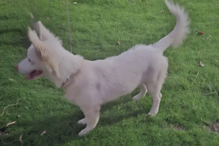 Russian Dog — photo 3