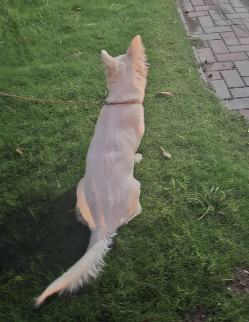 Russian Dog — photo 4