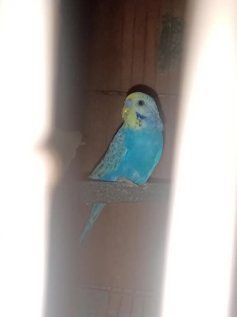 Have Australian parrot / budgies — photo 9