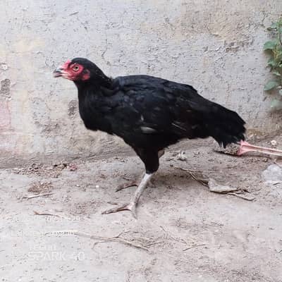 Aseel Thai Hen for sale