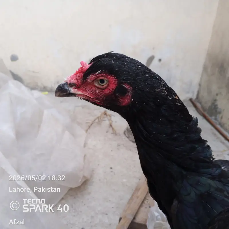 Aseel Thai Hen for sale — photo 3