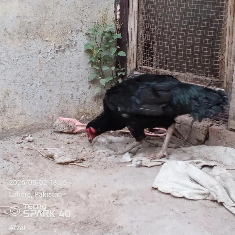 Aseel Thai Hen for sale — photo 4