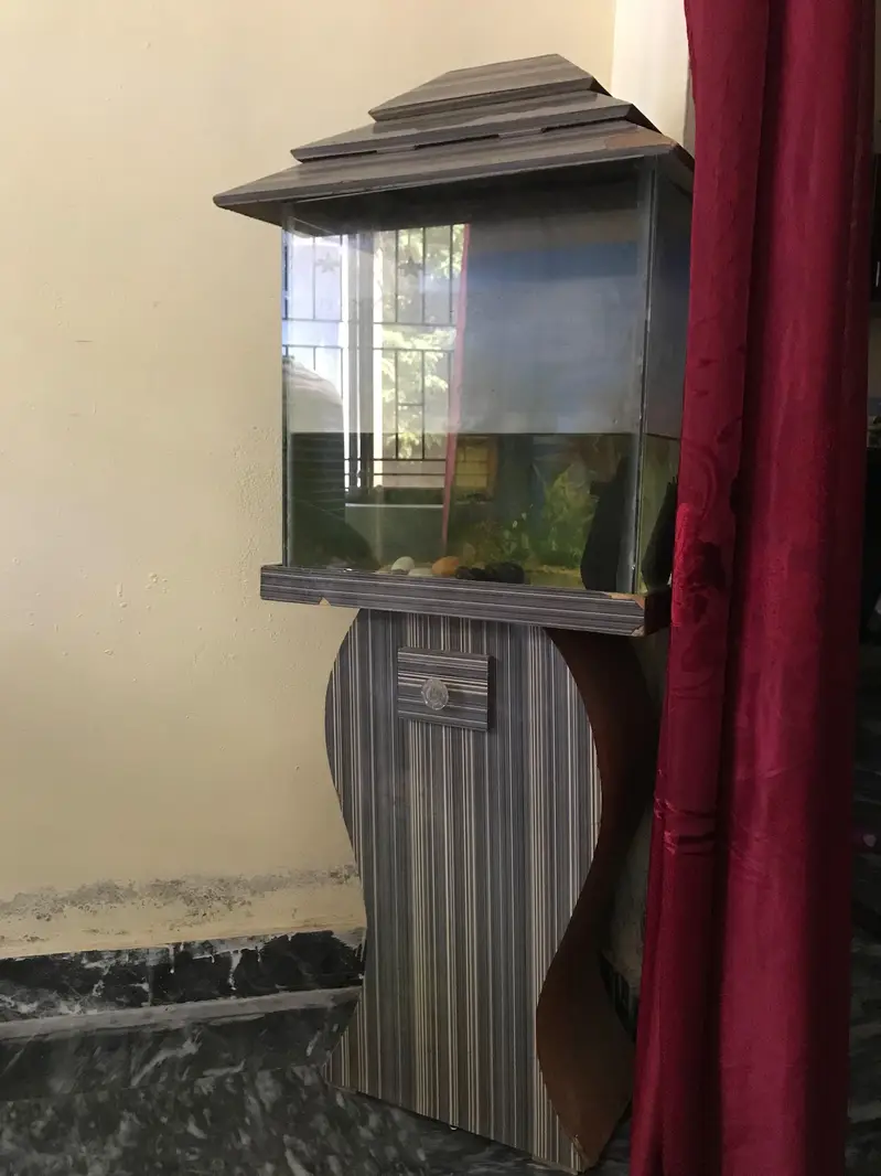 2 goldfishes with aquarium