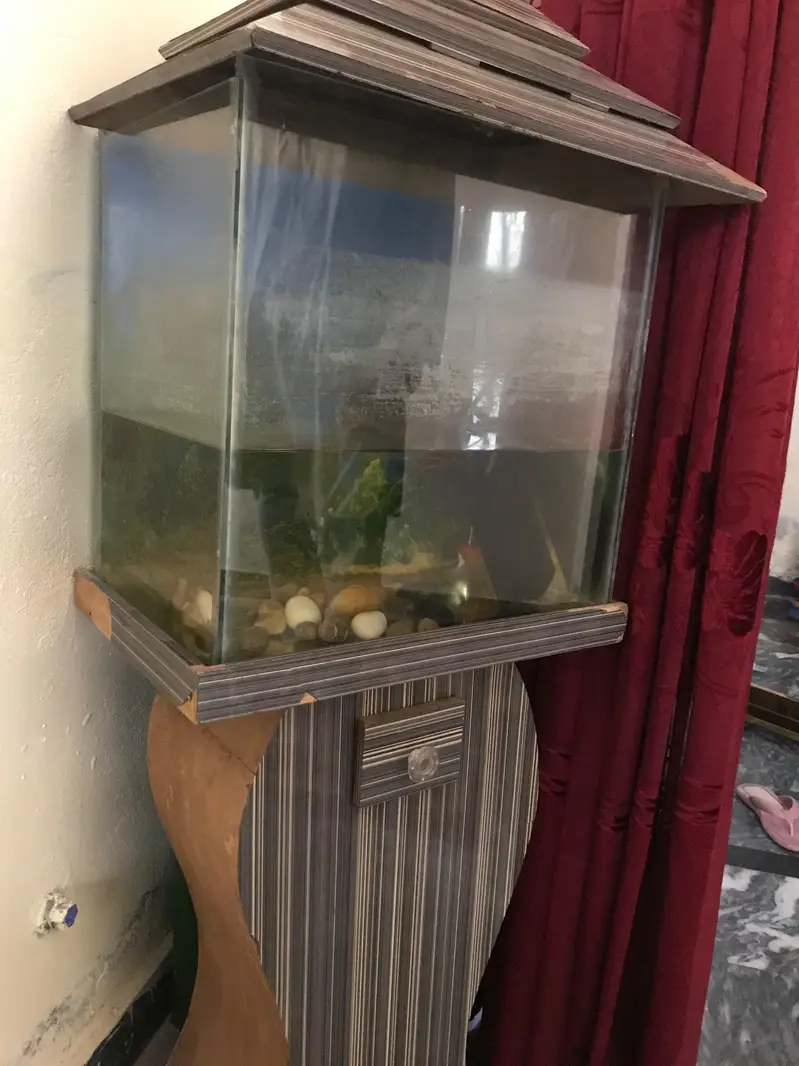 2 goldfishes with aquarium — photo 2