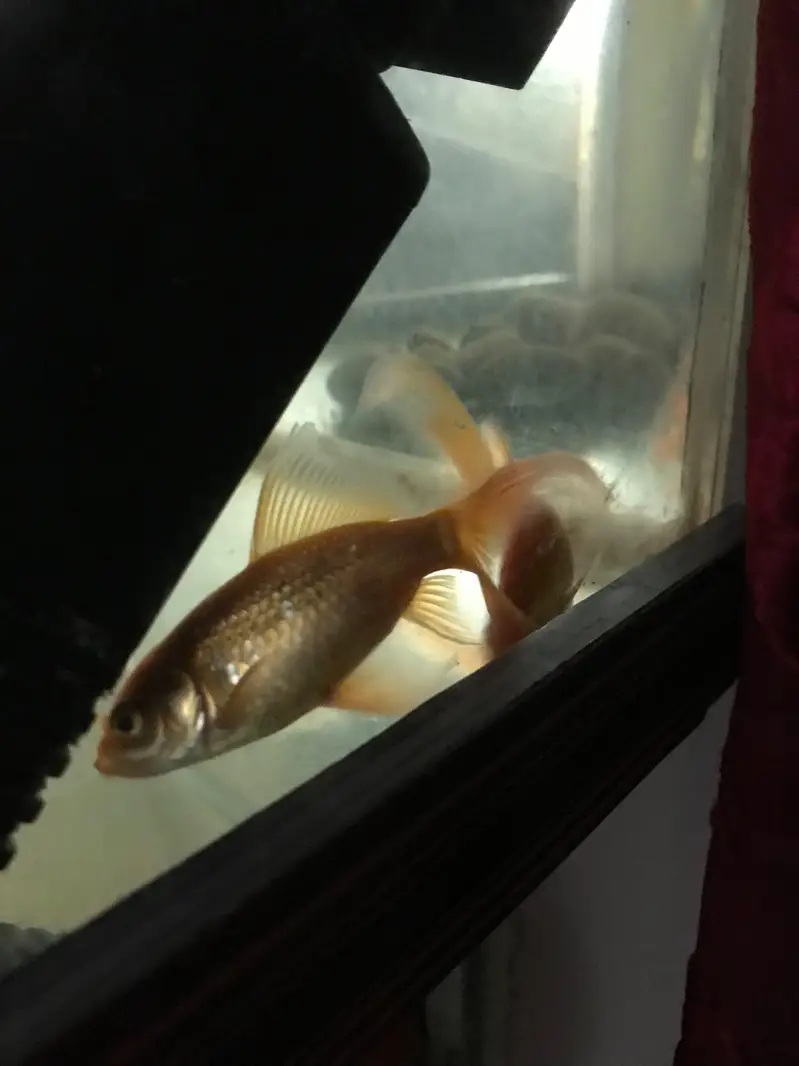 2 goldfishes with aquarium — photo 3