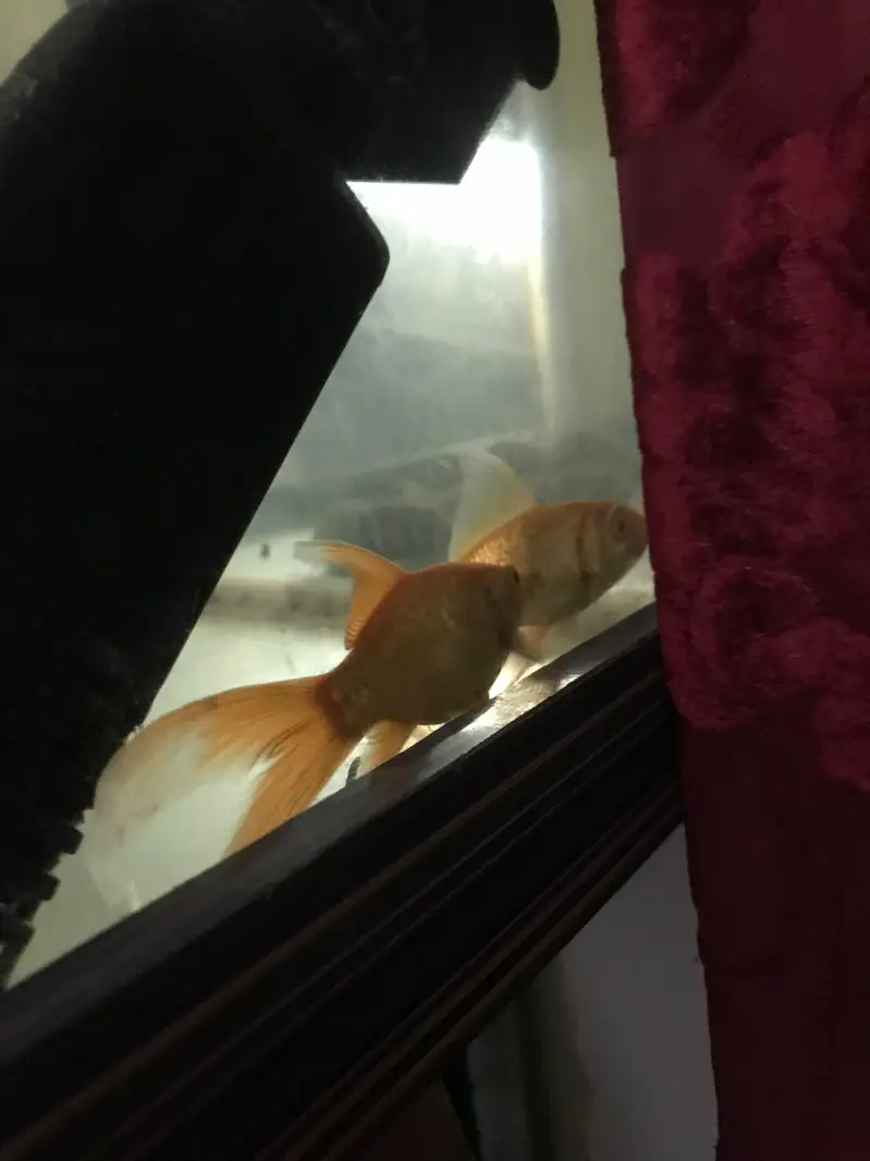 2 goldfishes with aquarium — photo 4