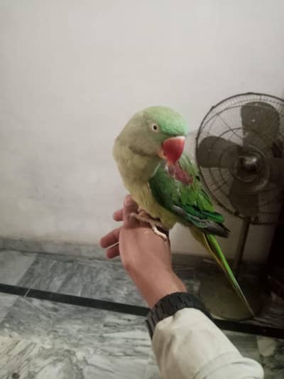 kashmiri raw parrot hand tym