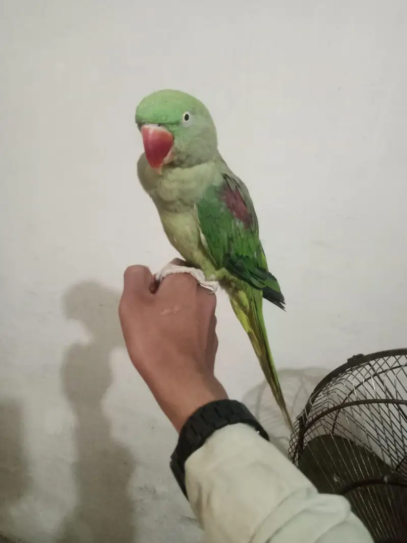 kashmiri raw parrot hand tym — photo 2
