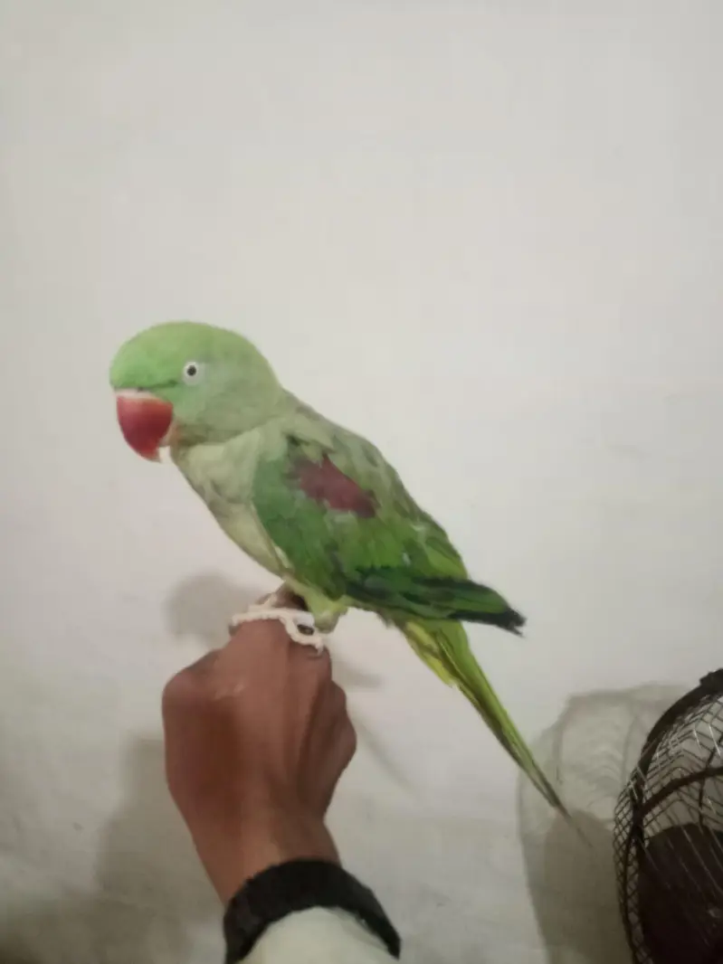 kashmiri raw parrot hand tym — photo 3