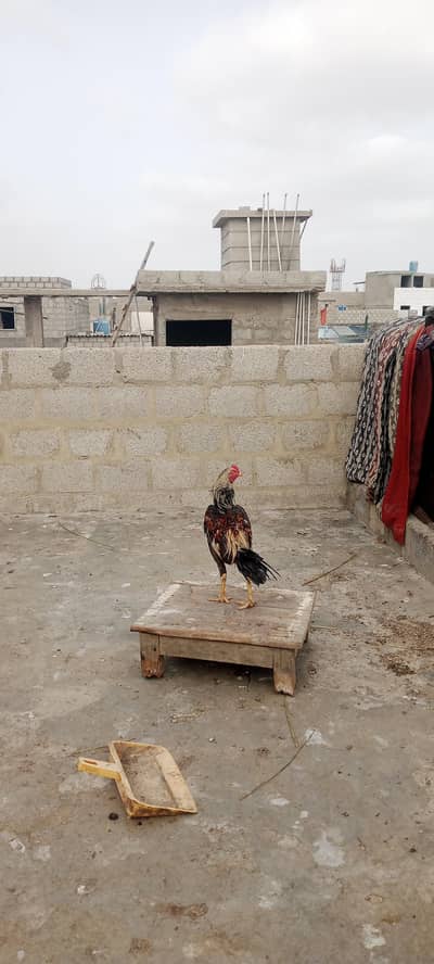 aseel cock