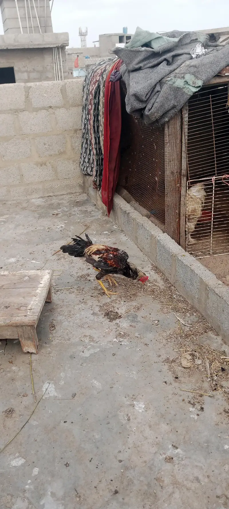 aseel cock — photo 3