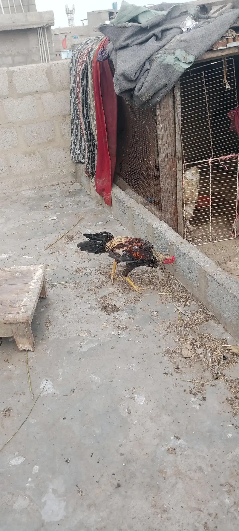 aseel cock — photo 4