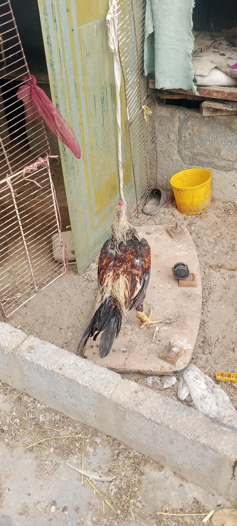 aseel cock — photo 5