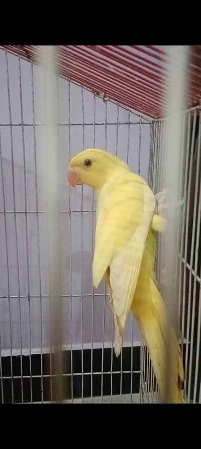 yellow ringneck parrot for sale