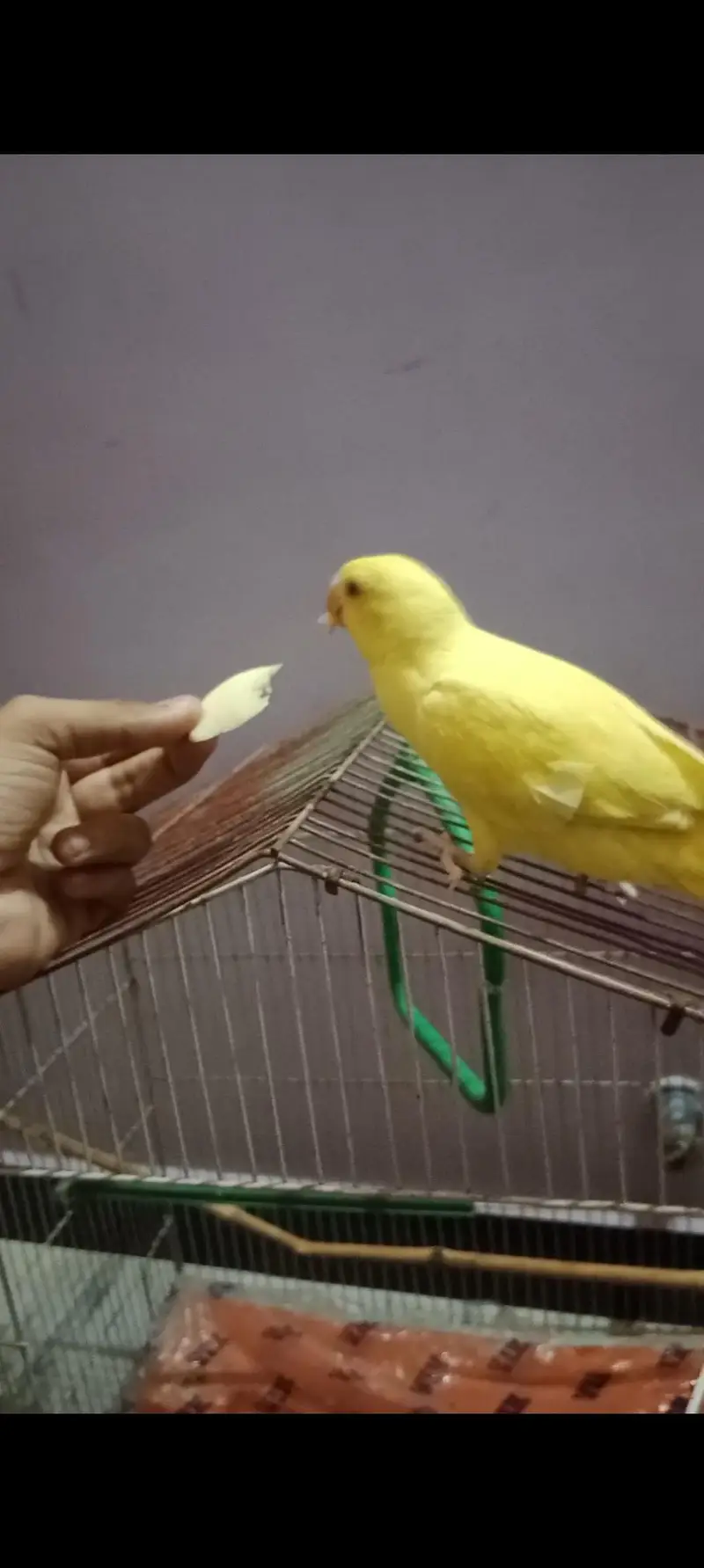 yellow ringneck parrot for sale — photo 2