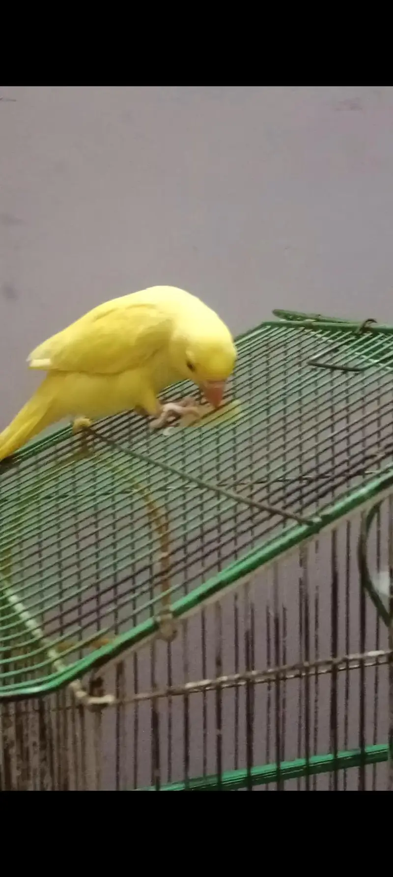 yellow ringneck parrot for sale — photo 3