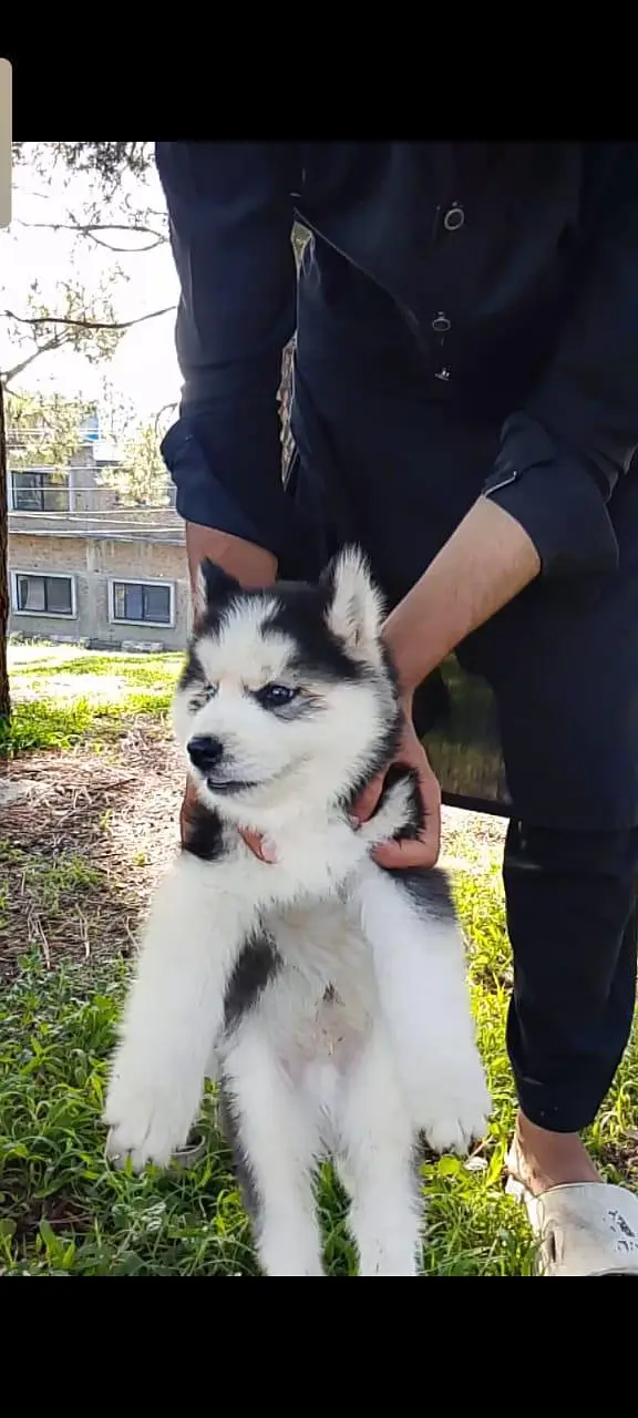 Husky male puppies : 0348 5816804 — photo 4