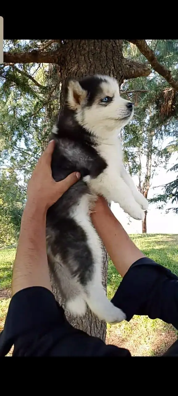 Husky male puppies : 0348 5816804 — photo 5