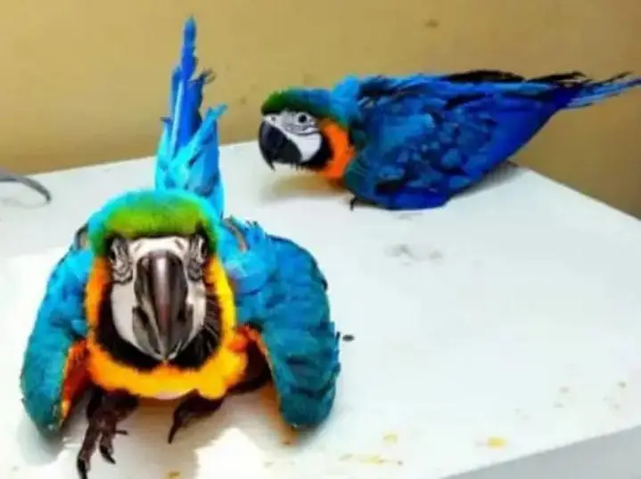 blue Macau parrot chicks for sale 03707908891 — photo 3