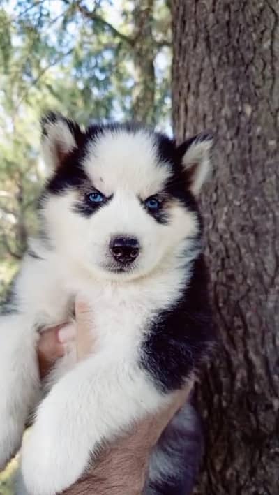 Husky male puppies: 0348 5816804